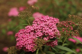 agnes56