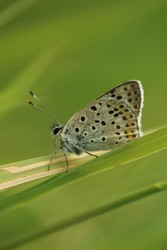 agnes56
