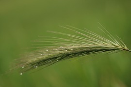 agnes56