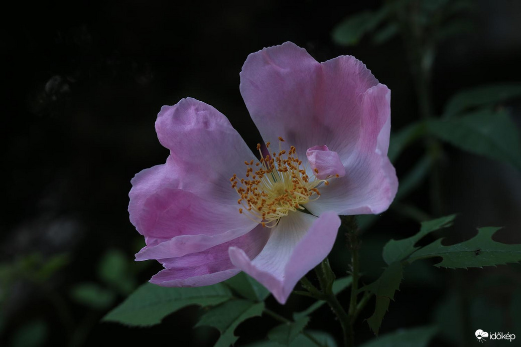 agnes56