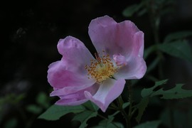 agnes56
