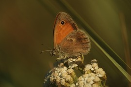 agnes56