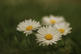 agnes56