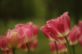 agnes56