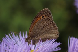 agnes56