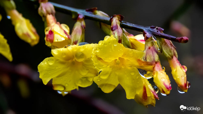 Téli jázmin esőcseppesen