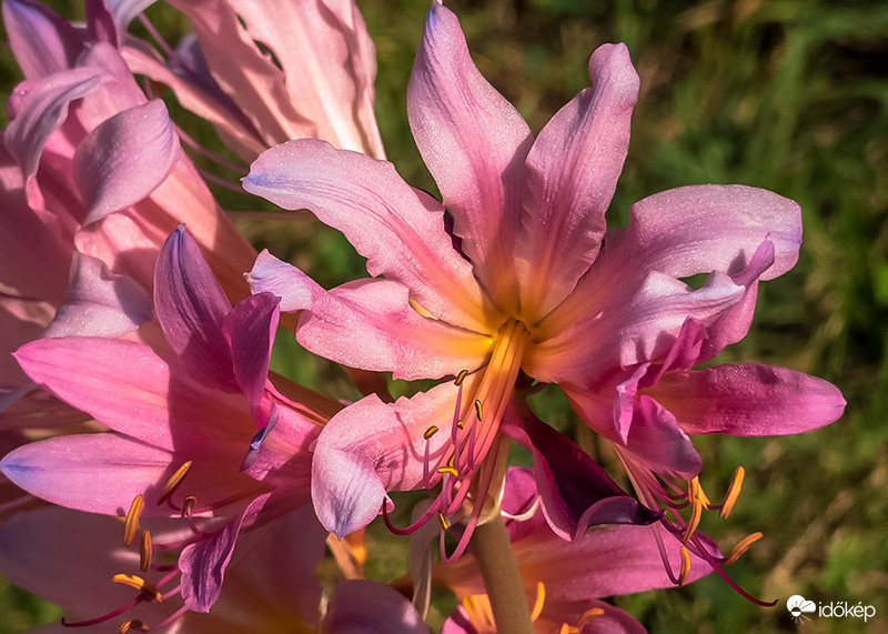 Liliom