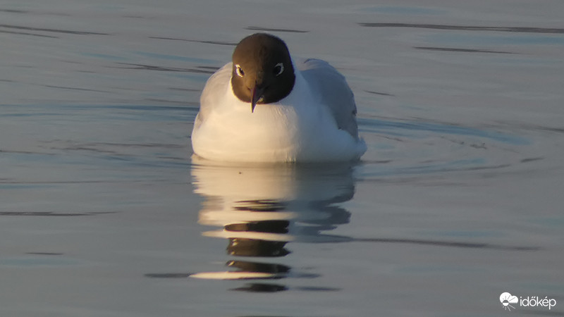 Sirály profil
