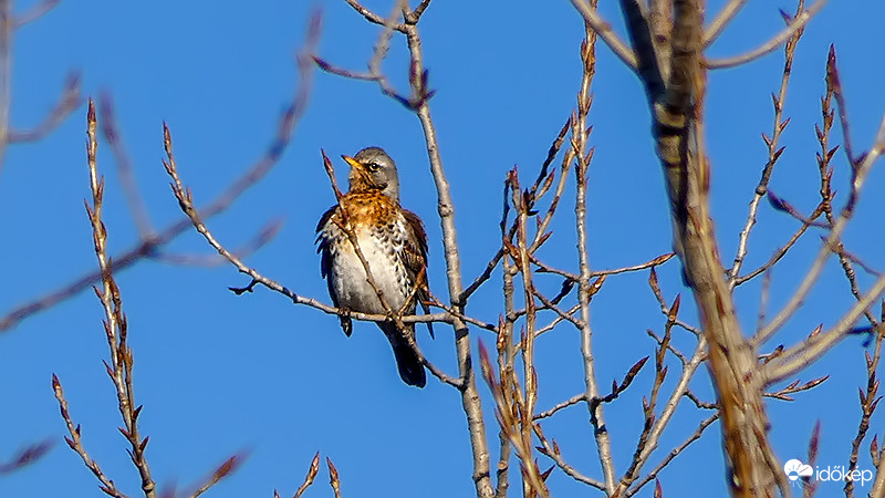 Fenyőrigó Turdus pilaris