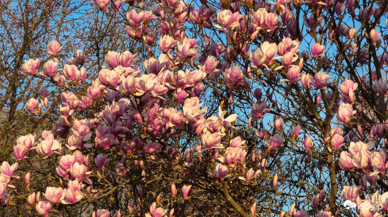 Magnolia × soulangeana