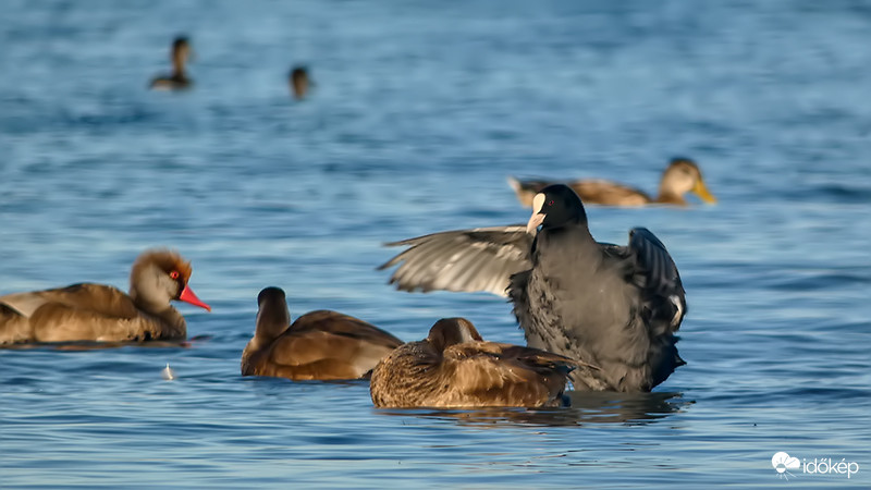 Vizityúk