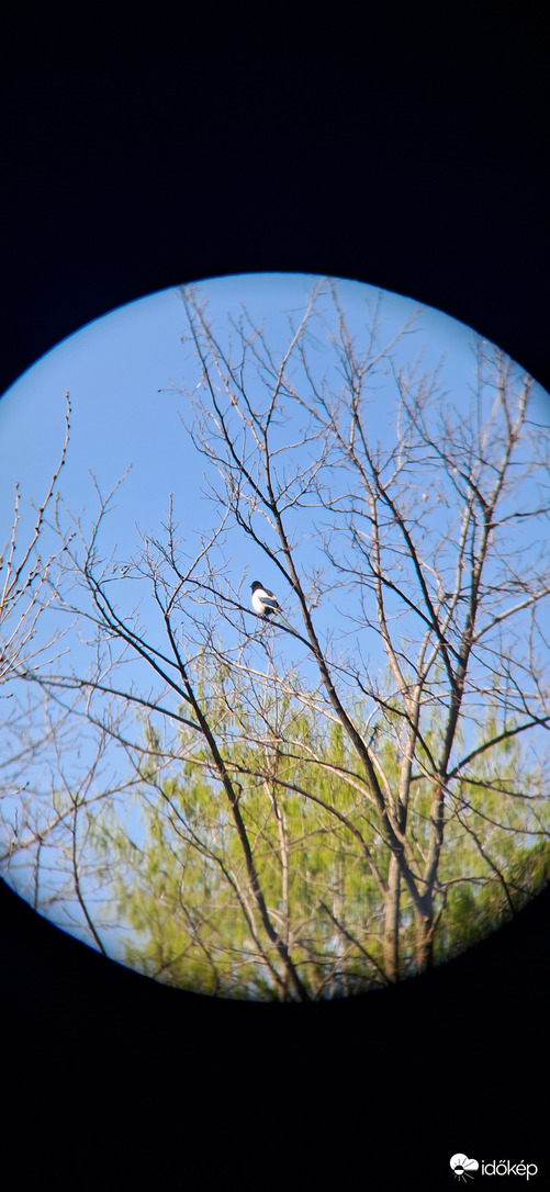 Szarka teleszkóppak