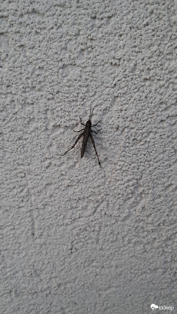 Óriási barna szöcske