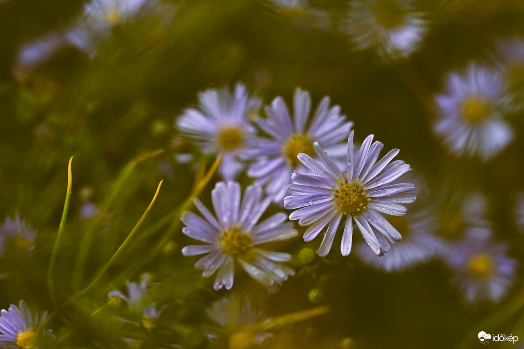 Őszirózsák az esőben