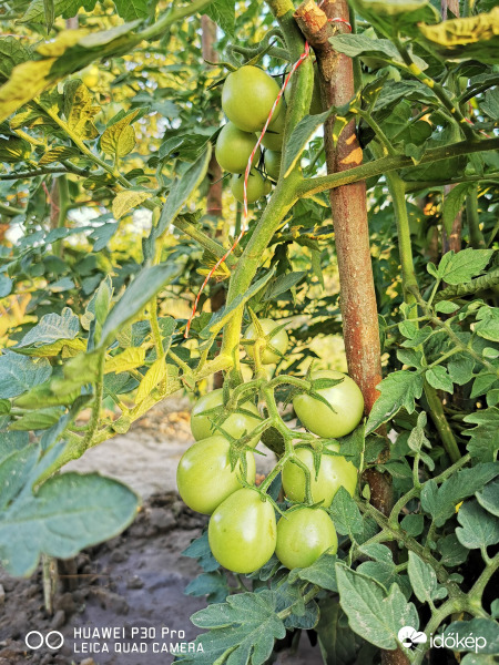  Nemsokára fogyasztható... 