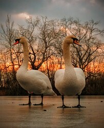 albertlaszlo76 fotója