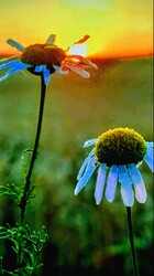 albertlaszlo76 fotója