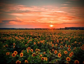 albertlaszlo76 fotója