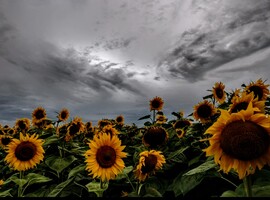 albertlaszlo76 fotója