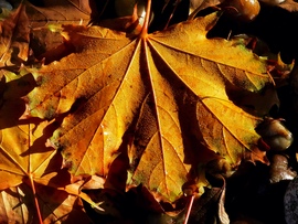 alexandra0531 fotója