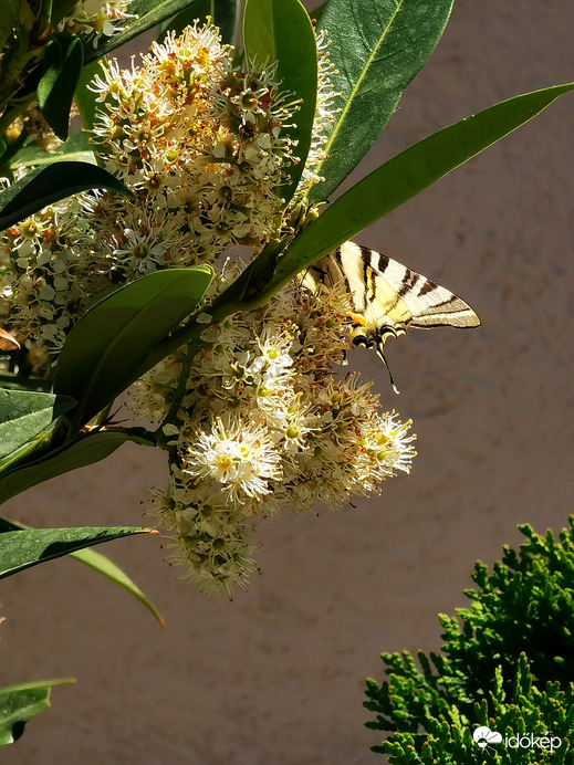 Fecskefarkú pillangó 