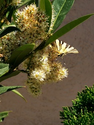 Fecskefarkú pillangó 