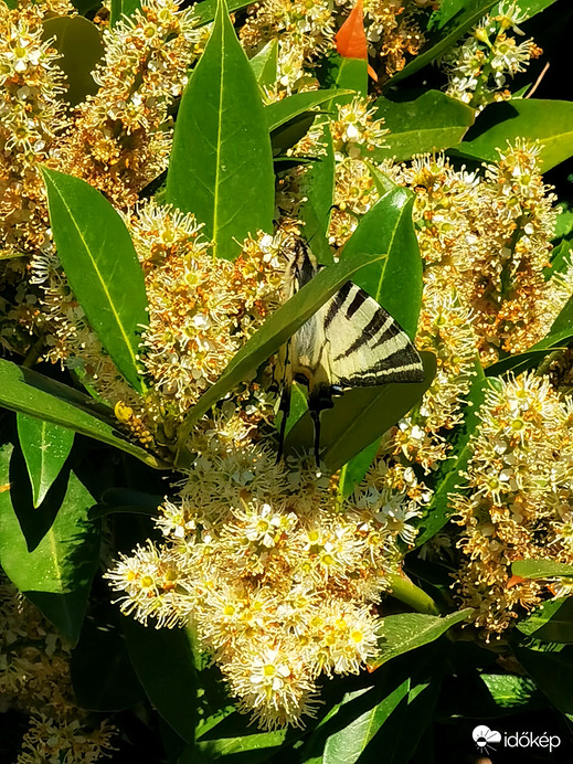 Fecskefarkú pillangó 