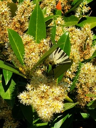 Fecskefarkú pillangó 