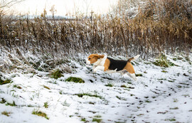 Beugrottunk a télbe