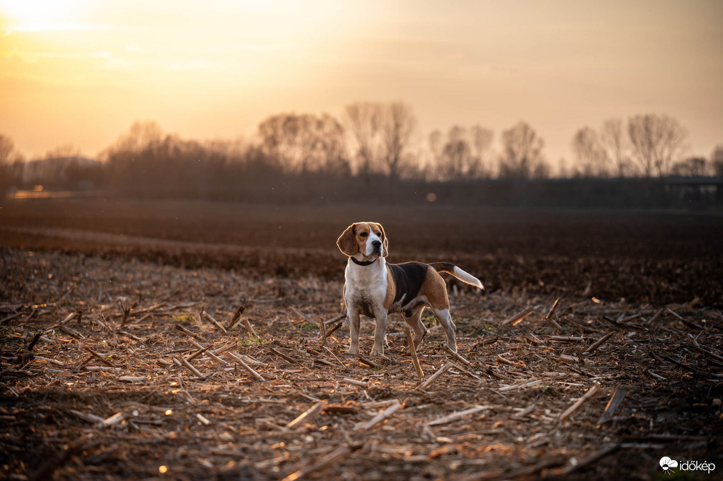 Az esti mező őrzője