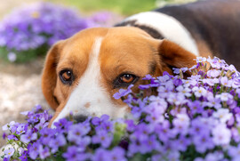 Én is egy virág vagyok :)