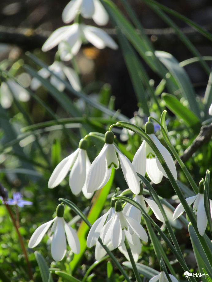 Hóvirágos 2