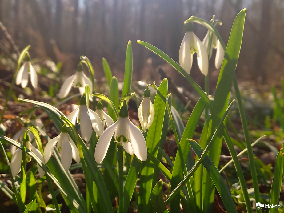Hóvirágos 4