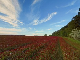 Bíborvilág