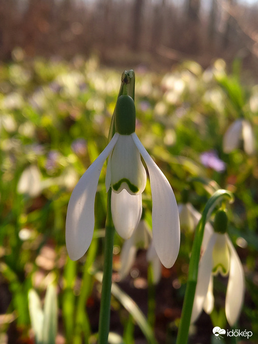 Hóvirágos 5