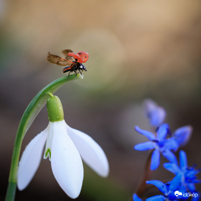 Hétpettyes a toronynak...