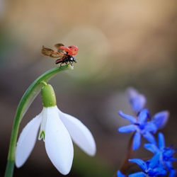 Hétpettyes a toronynak...
