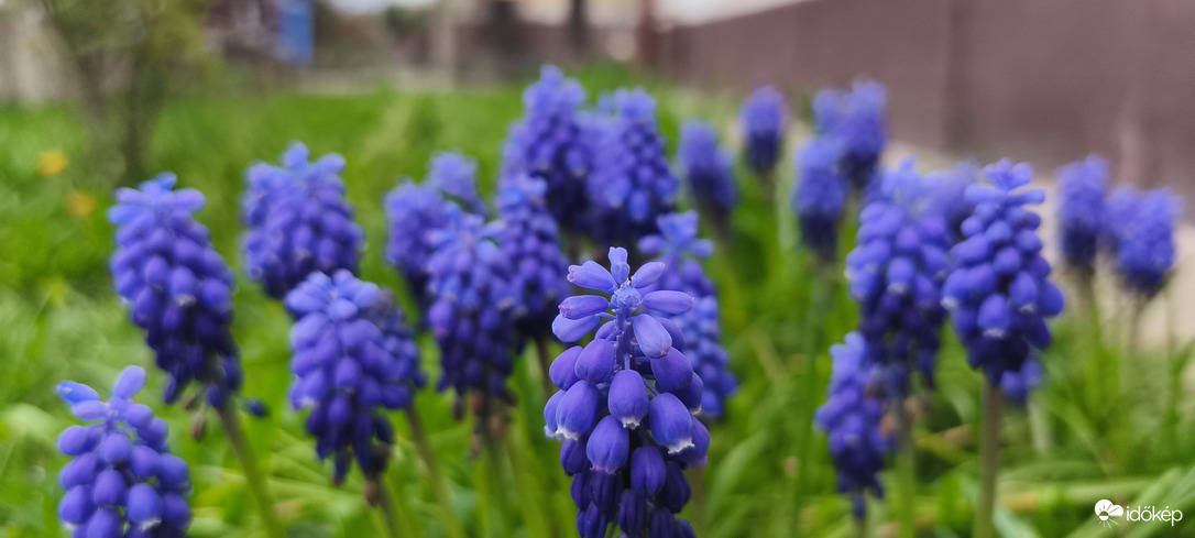 Fürtös gyöngyike! 