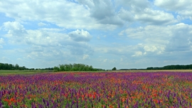 Püspökladány