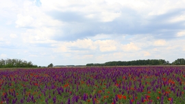 Püspökladány