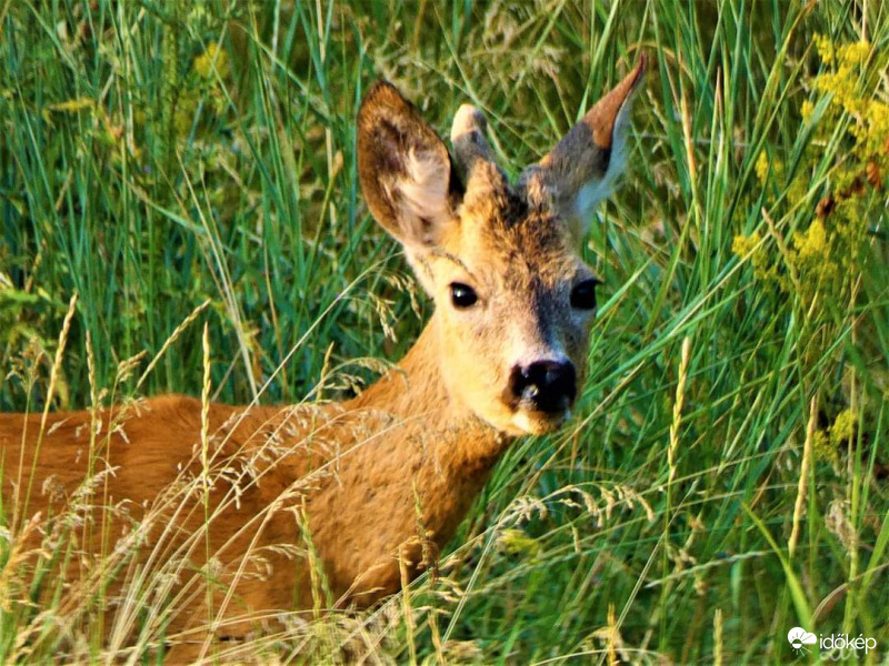 Bambi