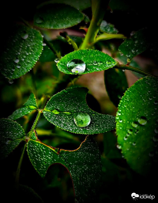 Adventi cseppecskék! 