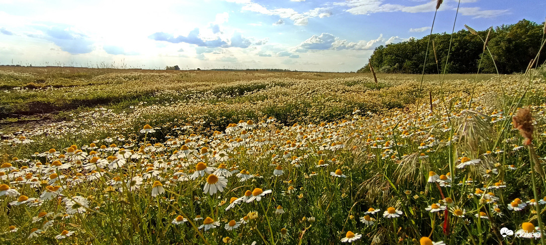 Amerre a szem ellát Kamilla!!
