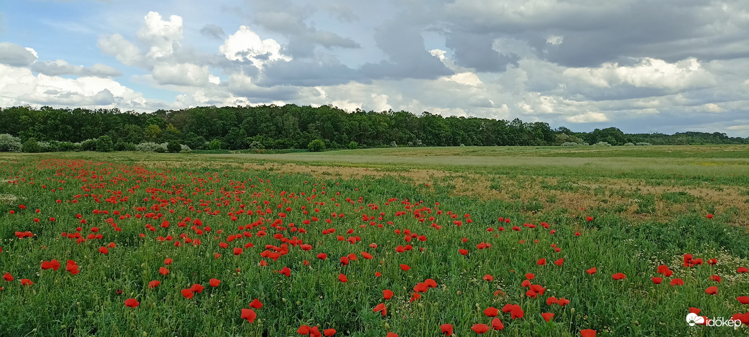 Pipacs mező közepén állok!