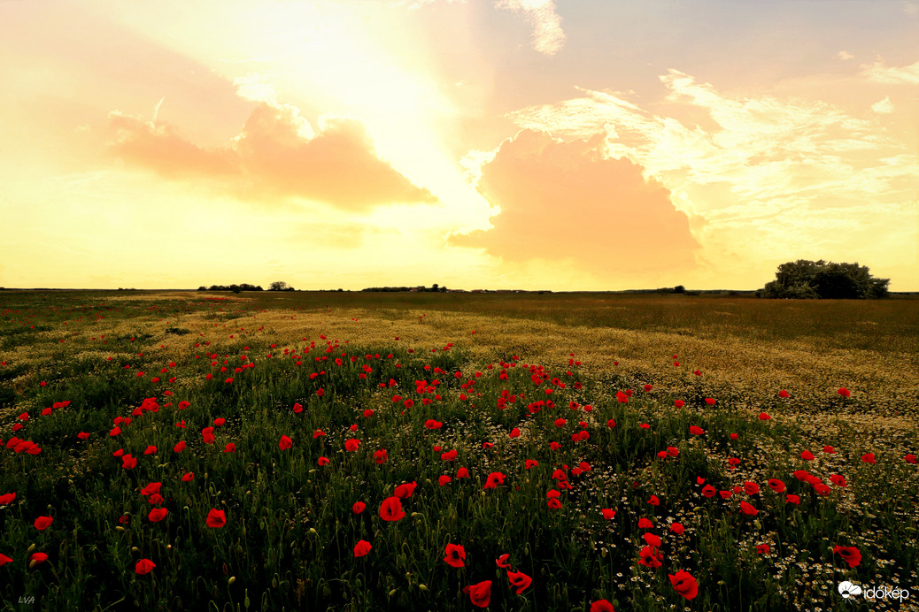 Pipacsok az eső utáni naplementében!