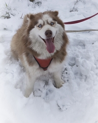 Úgy élvezem én a havat!!! 