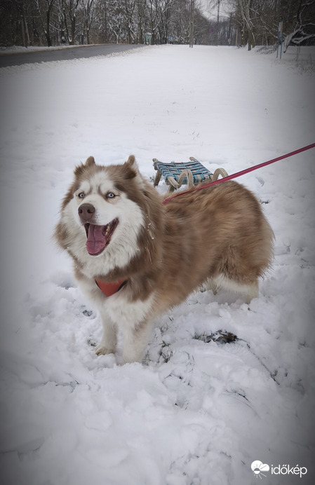 Szánkót is tudok ám húzni! 