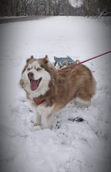 Szánkót is tudok ám húzni! 