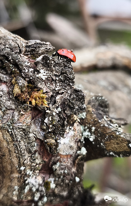Itt a tavasz a katica is csúcsra jár! 