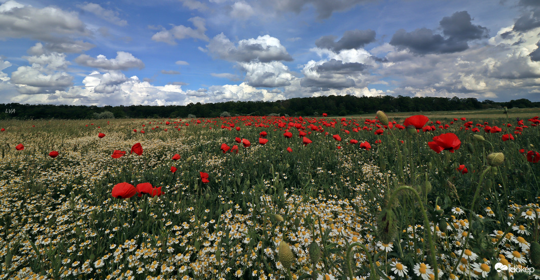 Kamilla, pipacs, felhővarázs!!